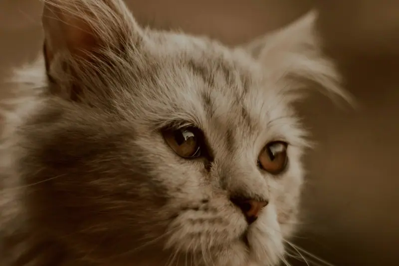 Gri tüylü bir kedi, yumuşak yan ışıkta yakın plan