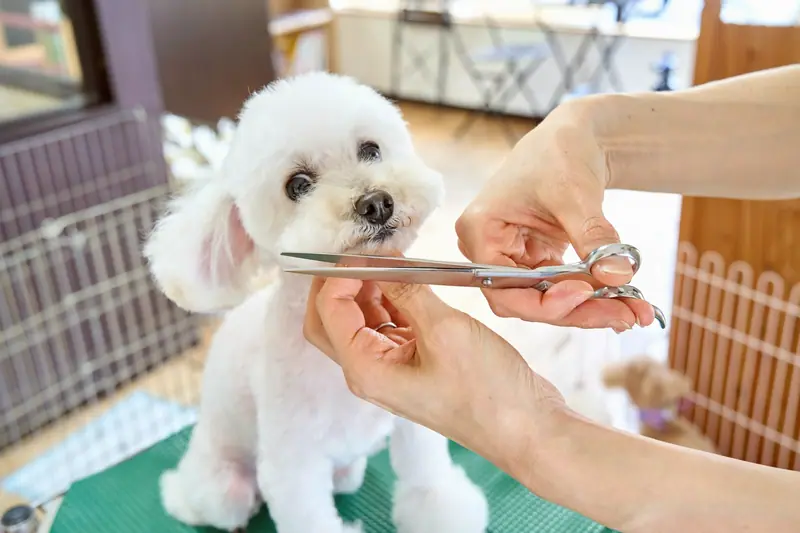 Beyaz tüylü küçük köpek, makasla kulak çevresi düzeltilirken