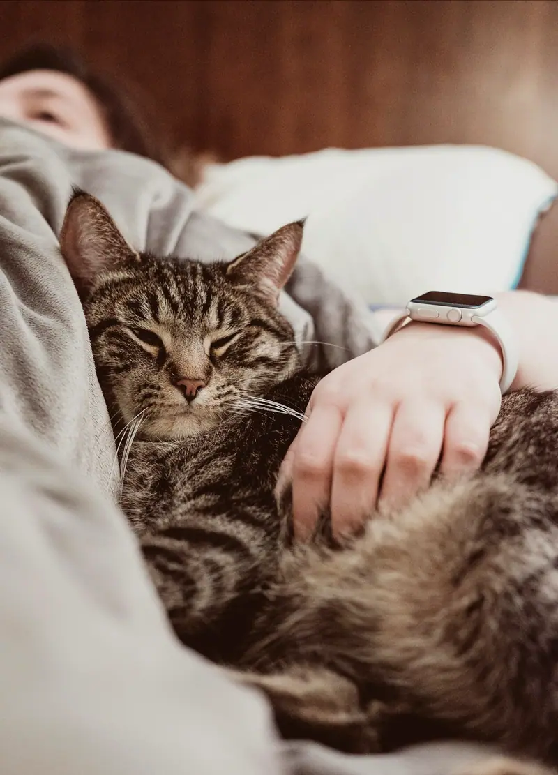 Tekir kedi, sahibinin kucağında uzanmış duruyor